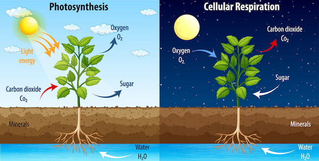 植物の光合成・呼吸と二酸化炭素の関係