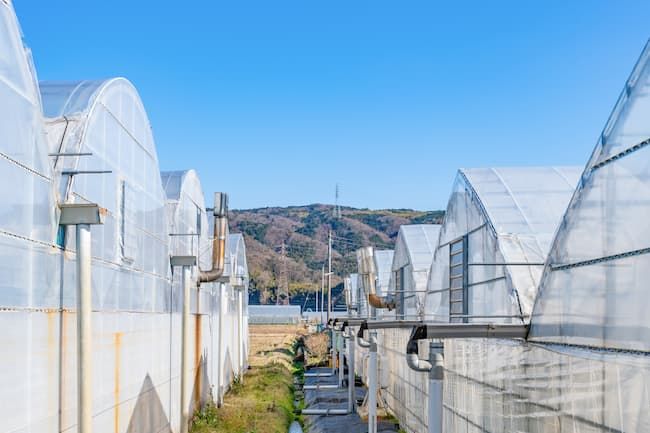 冬はハウスを締め切ることが多い