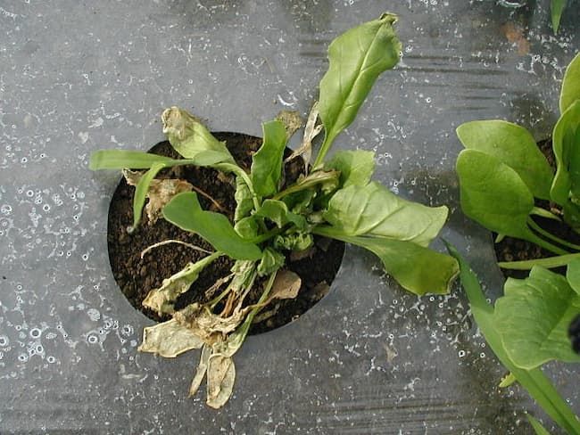 ほうれん草 立枯病 発病株