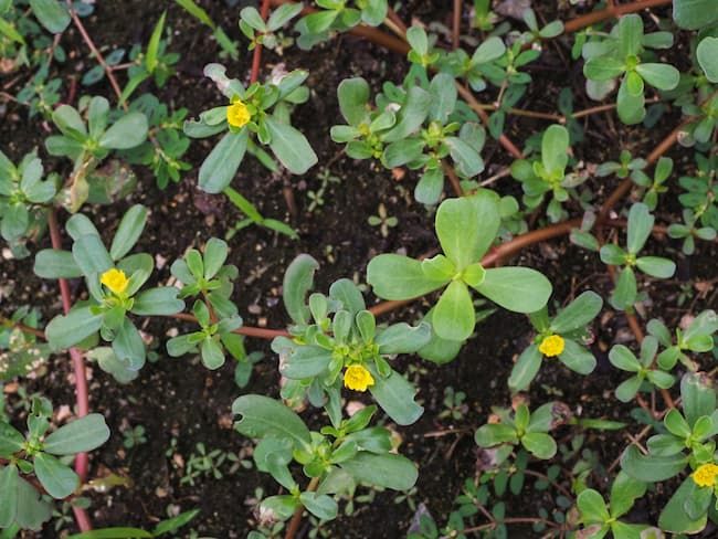 スベリヒユ（スベリヒユ科、一年生雑草）