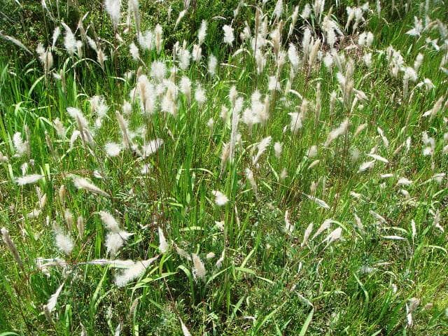 チガヤ（イネ科、多年生雑草）の群落