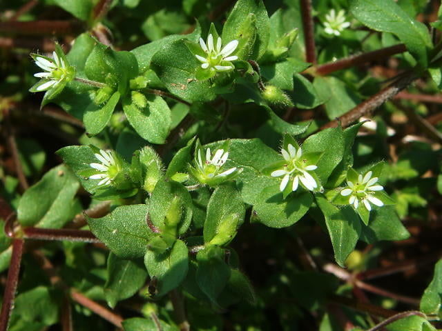 ハコベ（ナデシコ科、広葉雑草）