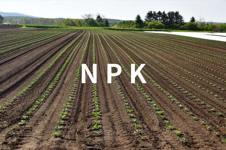 【キャベツの肥料設計】特性を生かした施肥設計と、品質・収量を保つ栽培のコツ
