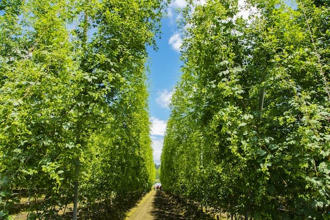 収穫期を迎えた遠野のホップ園地