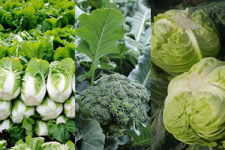 根こぶ病から作物を守る! 防除策や効果的な農薬の使用方法を解説