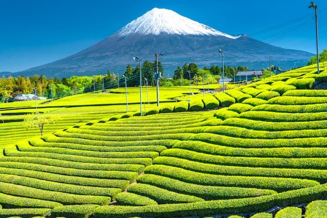 日本の輸出農産物として代表的な日本茶