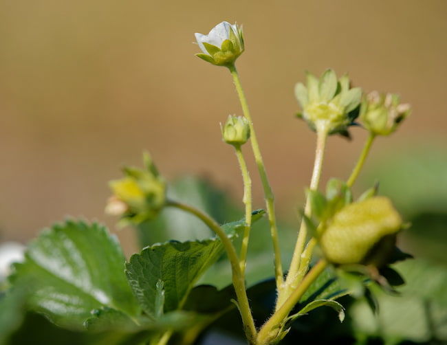 イチゴの出蕾と開花