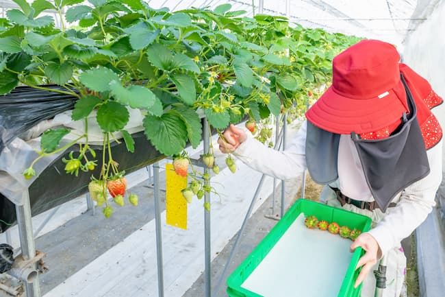 高設栽培イチゴの収穫作業