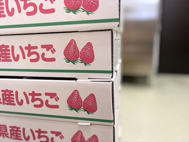 出荷前のイチゴ