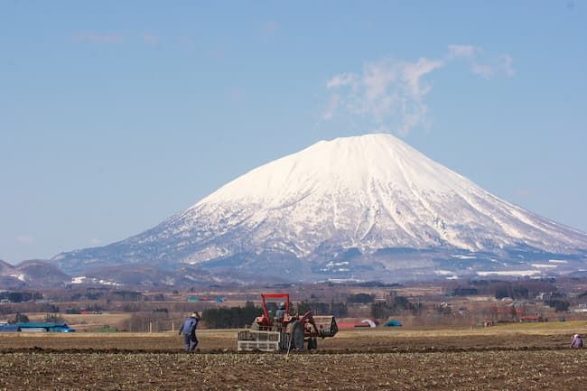 北海道の越冬ごぼうの収穫