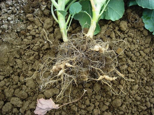 ブロッコリー　ネコブセンチュウ　被害株　 根に小さいコブができ、地上部の生育が悪くなる