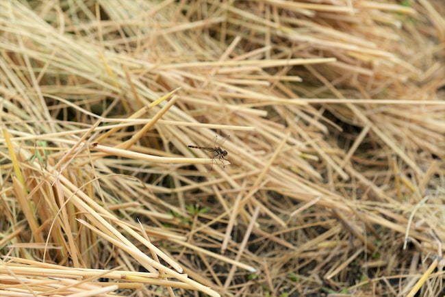 稲わらの秋すき込み+石灰窒素で地力向上! 収量を増やす、水田の土作り方法
