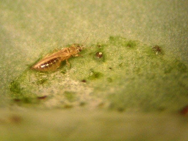 キャベツを食害するネギアザミウマの成虫と食害痕