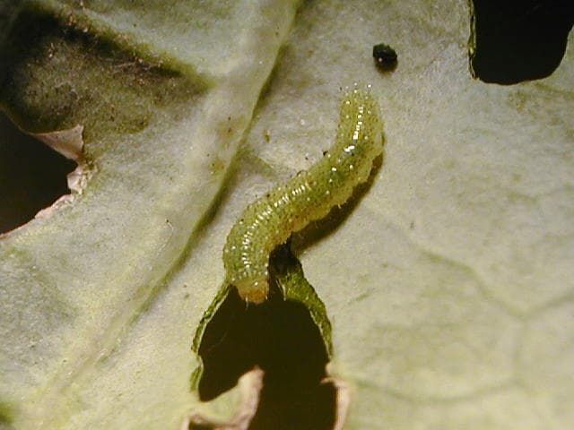 キャベツを食害するアオムシの若齢幼虫