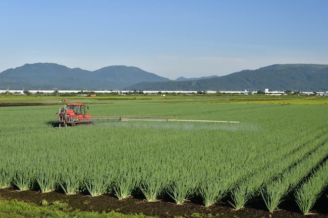 乗用管理機によるネギへの農薬散布
