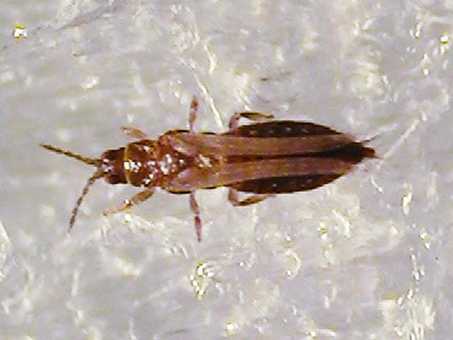 ネギアザミウマの成虫(体長1mm)