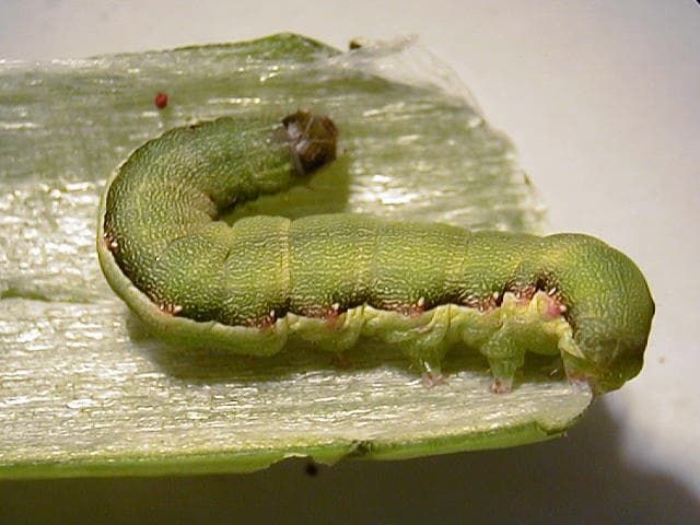 シロイチモジヨトウの老齢幼虫(体長25mm)