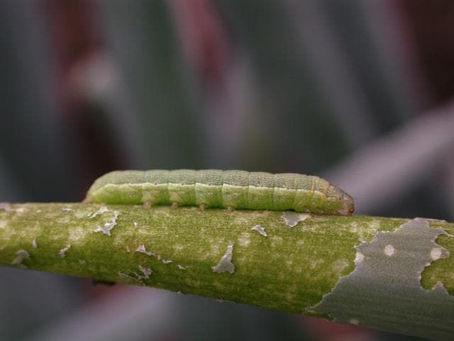 シロイチモジヨトウの老齢幼虫によるネギの食害