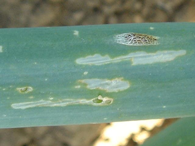 ネギコガの幼虫によるネギの食害痕とネギコガの蛹