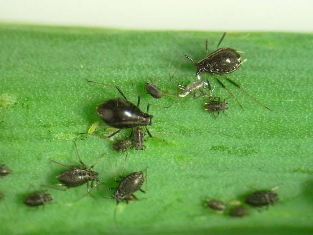 ネギの葉に寄生したネギアブラムシ