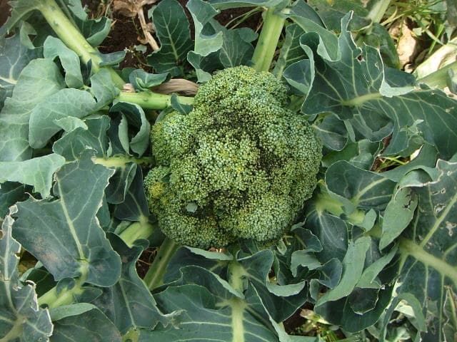 ブロッコリー 軟腐病 発病株の花蕾 発病部が窪む