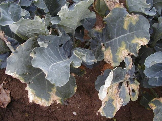 ブロッコリー 黒腐病 発病株