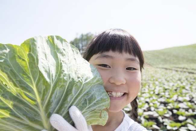 【キャベツの病気（病害）一覧】画像で見る症状と効果的な防除対策