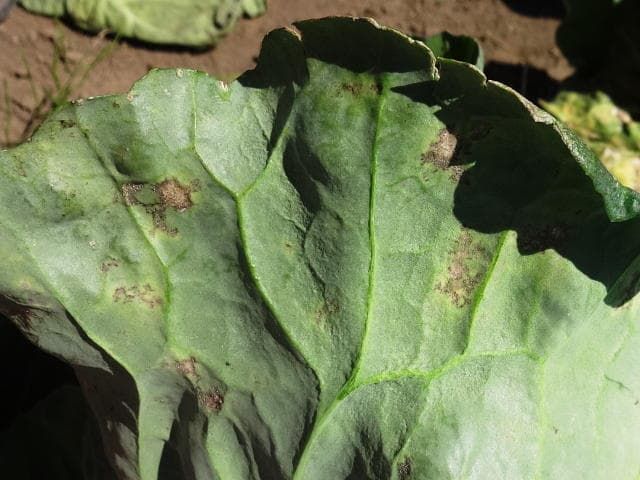 キャベツ べと病 発病葉 裏