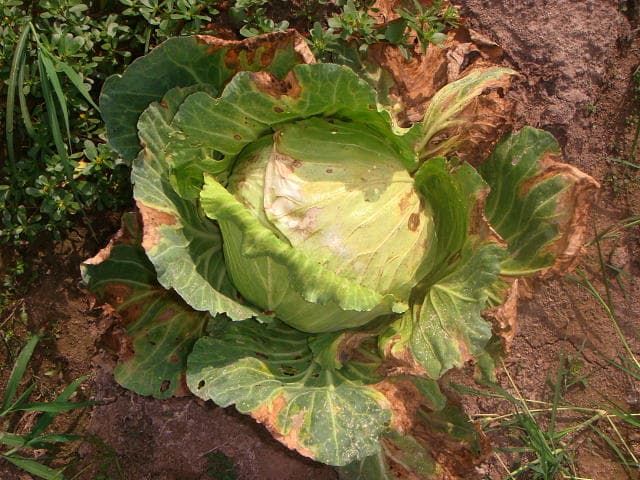 キャベツ 黒腐病 発病株