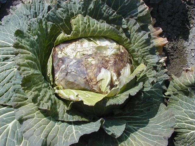 キャベツ 軟腐病 発病株