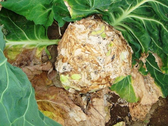 菌核病 ネズミ糞状の菌核