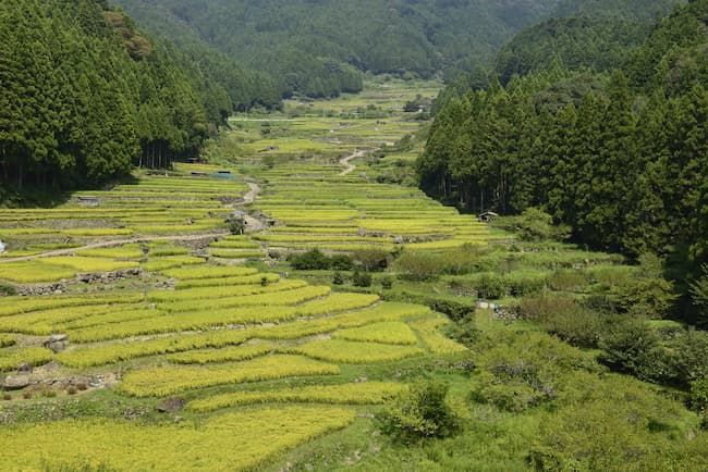 中山間地 狭いが豊かな水田