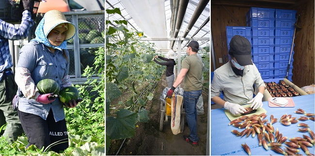 技能実習生が学ぶさまざまな農作業