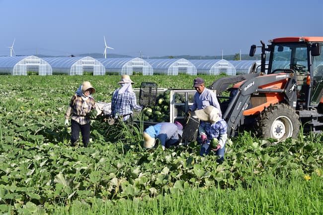 農業分野の技能研修性 西瓜の収穫