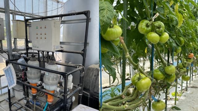 「ゼロアグリ」を導入したトマトの養液栽培