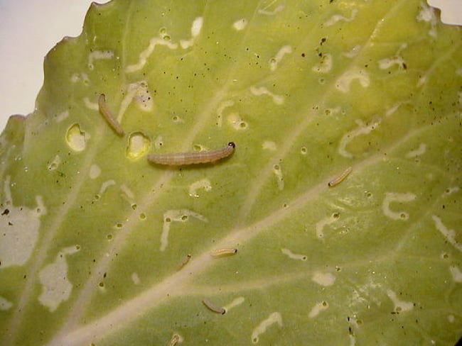 コナガの幼虫に食害されたキャベツ