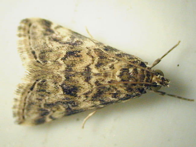 ハイマダラノメイガの雌成虫