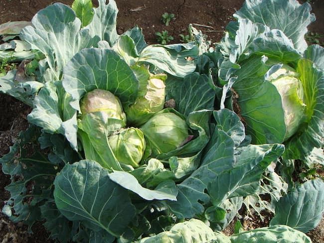 ハイマダラノメイガの被害により枝分かれして結球したキャベツ