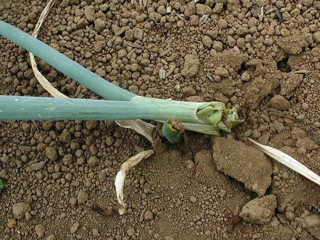 カブラヤガによるネギの食害痕