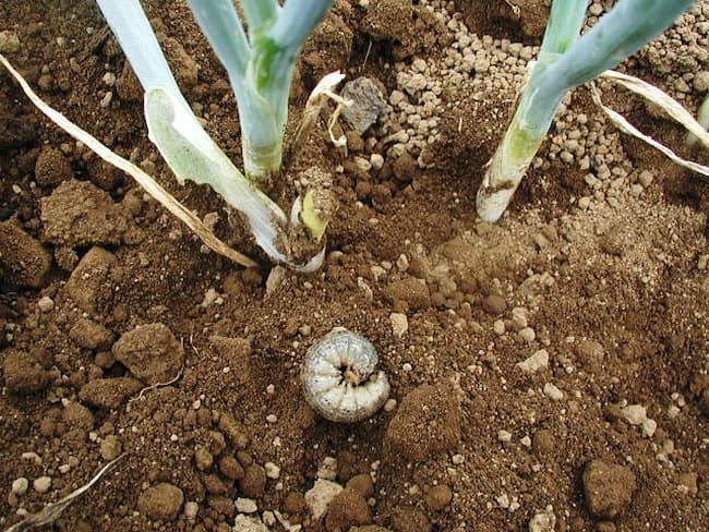 カブラヤガの食害箇所付近を掘ると出てくる幼虫
