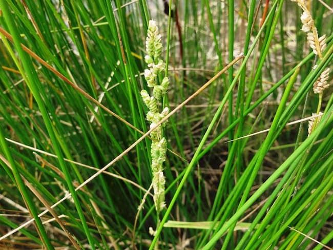 カズノコグサ 緑色~白褐色の花序