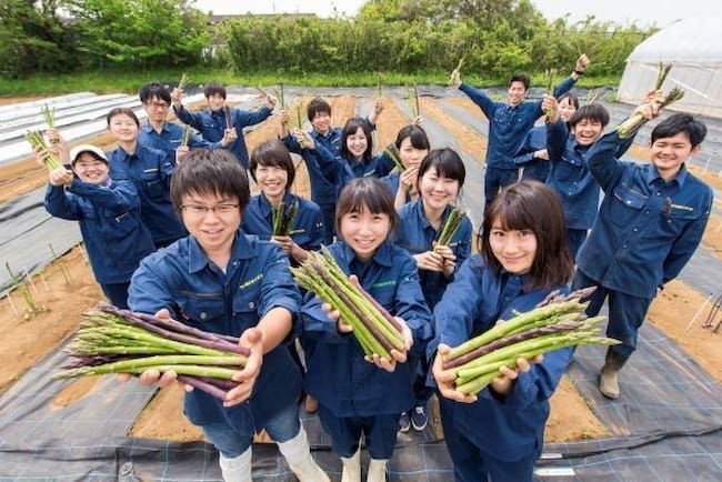 明治大学農学部農学科の野菜園芸学研究室とパイオニアエコサイエンス株式会社が共同開発した「採りっきり栽培」