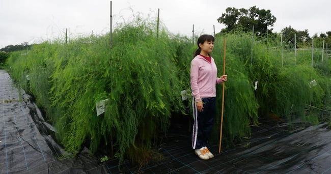 当年定植でも、収穫に十分な生長を確保できる