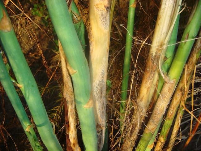 アスパラガス 茎枯病 発病茎