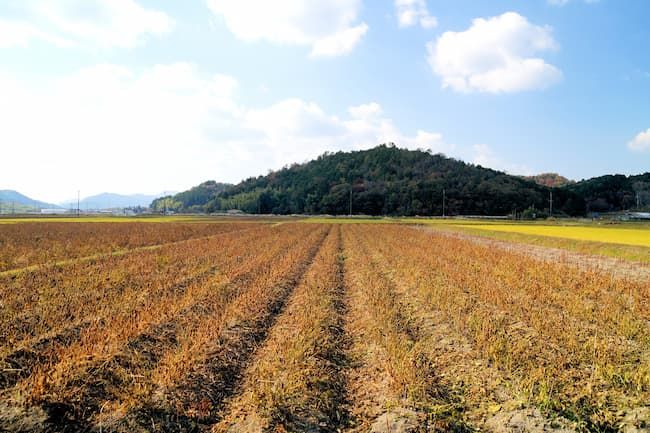 黄化した黒大豆
