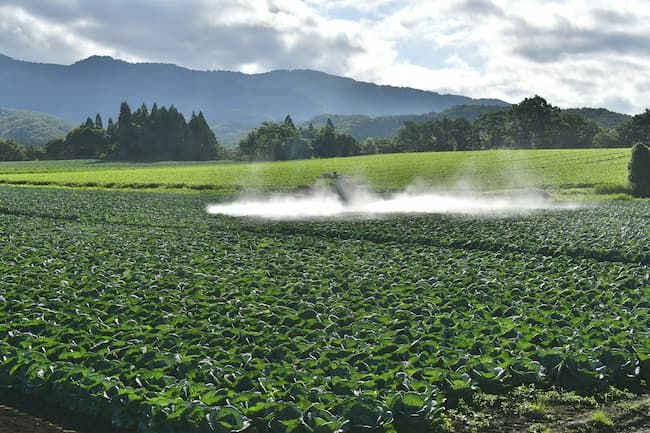キャベツの防除作業