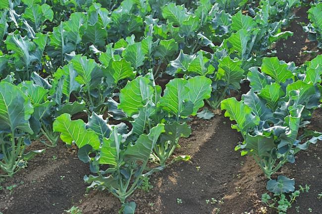 ブロッコリーの病害を抑えるには密植を避ける