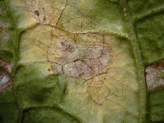 白菜  べと病　発病葉　病斑(葉裏)