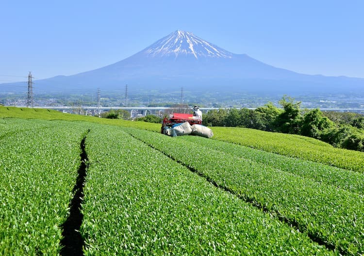 慣行栽培とは? 有機農業・特別栽培と比較した、農家にとってのメリット
