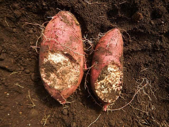 サツマイモ(甘藷) ハツカネズミによる食害